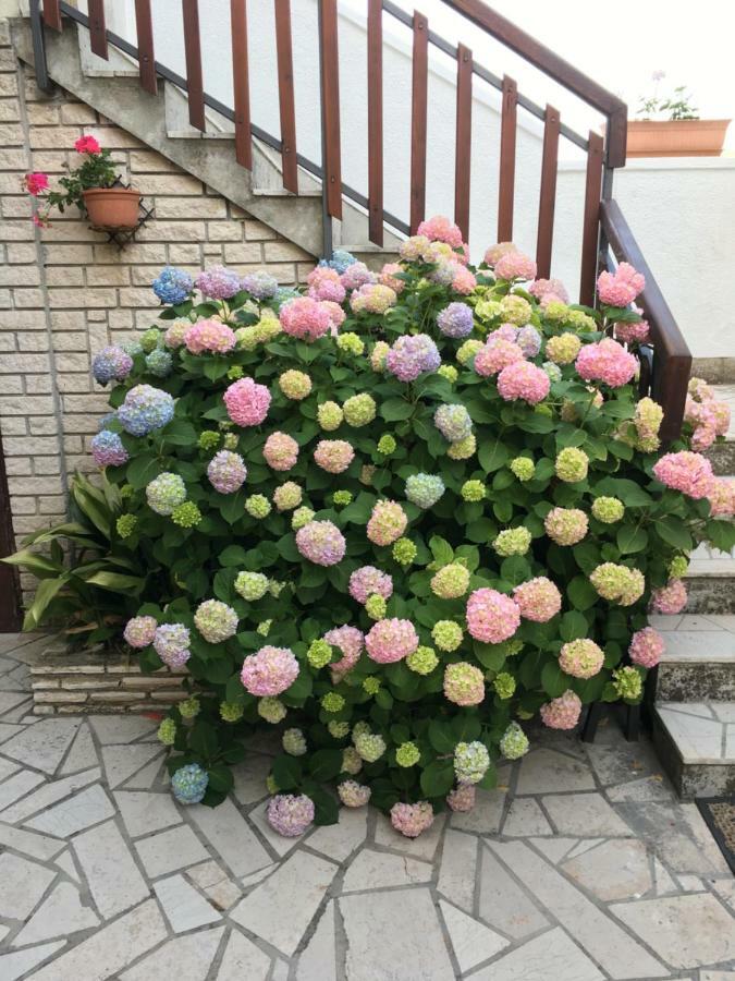 Apartments Vlasta بريمونتيرا المظهر الخارجي الصورة